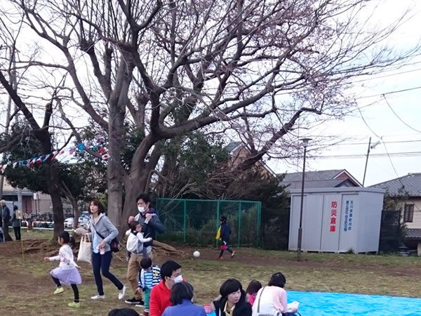 2017年5月号町内会だより　大島桜、花をめぐって焼き団子