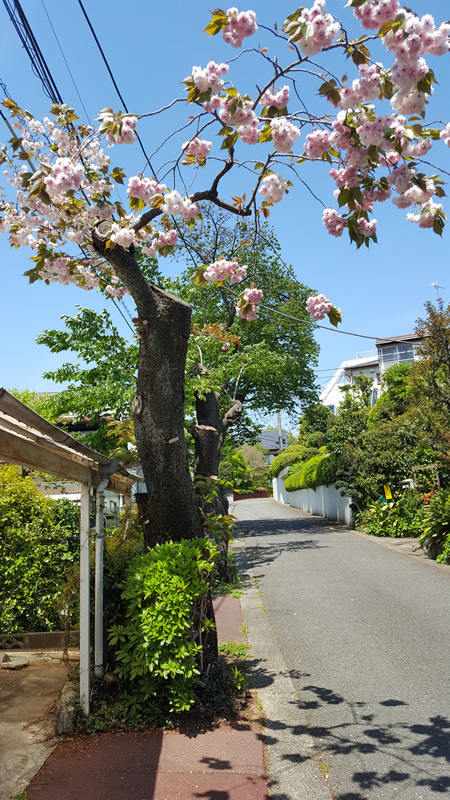 2017年5月号町内会だより　大島桜、普賢象桜伐採後
